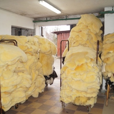 Peaux de mouton et peau d'agneau vernis décoratif naturel